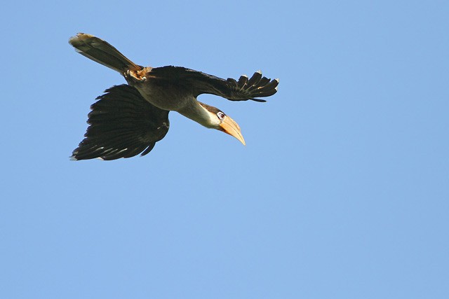 Brown Hornbill - ML205755101