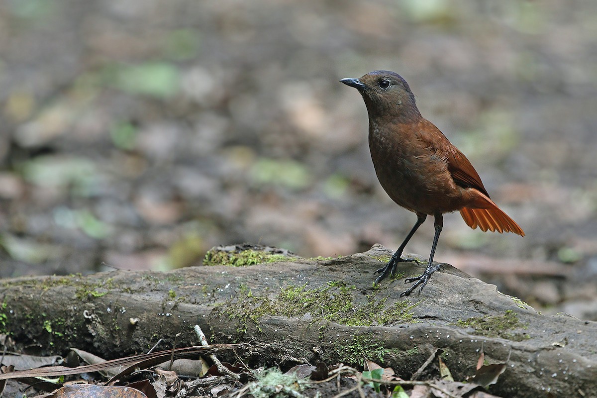 Sumatran Whistling-Thrush - ML205755291