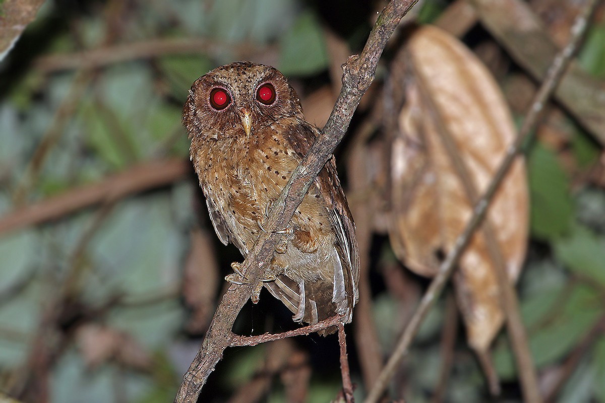 Reddish Scops-Owl - ML205755351