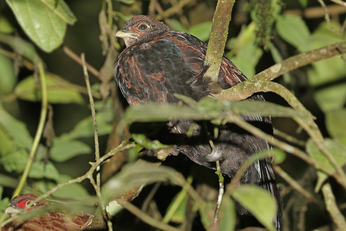 Sumatra Kara Sülünü (inornata) - ML205755361