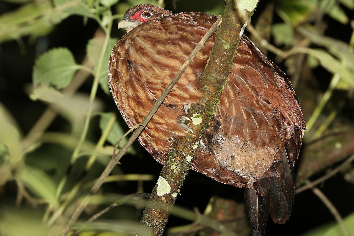 Sumatra Kara Sülünü (inornata) - ML205755371