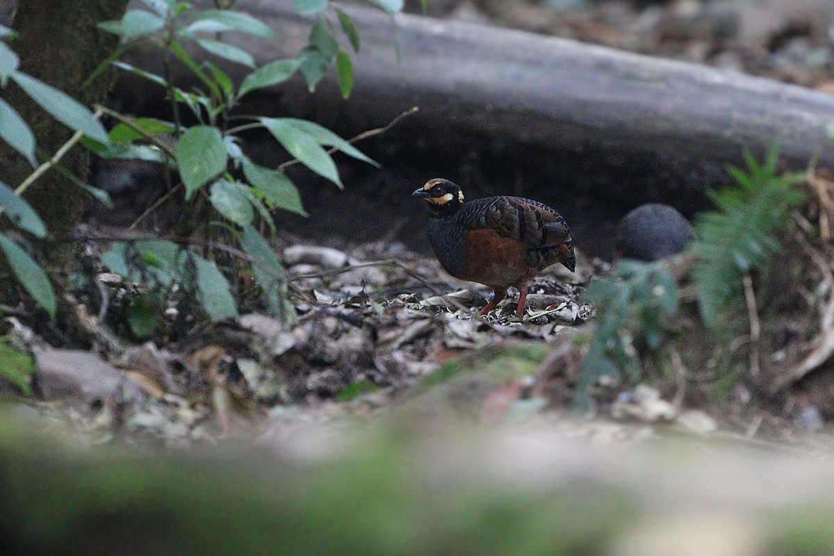 Chestnut-bellied Partridge - ML205755401