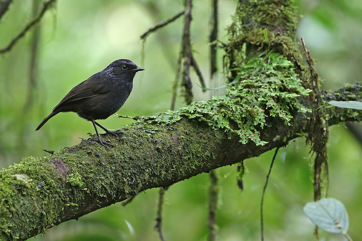 Shiny Whistling-Thrush - ML205755421