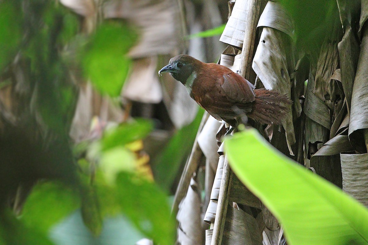 White-bibbed Babbler - James Eaton