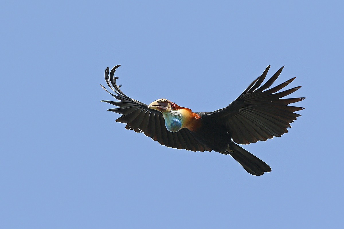 Sumba Hornbill - ML205755591