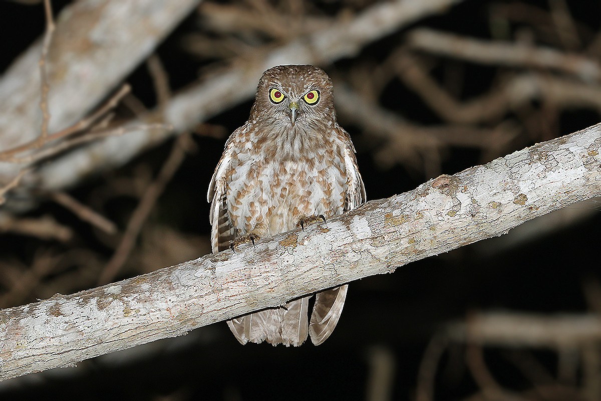 Rote Boobook - James Eaton