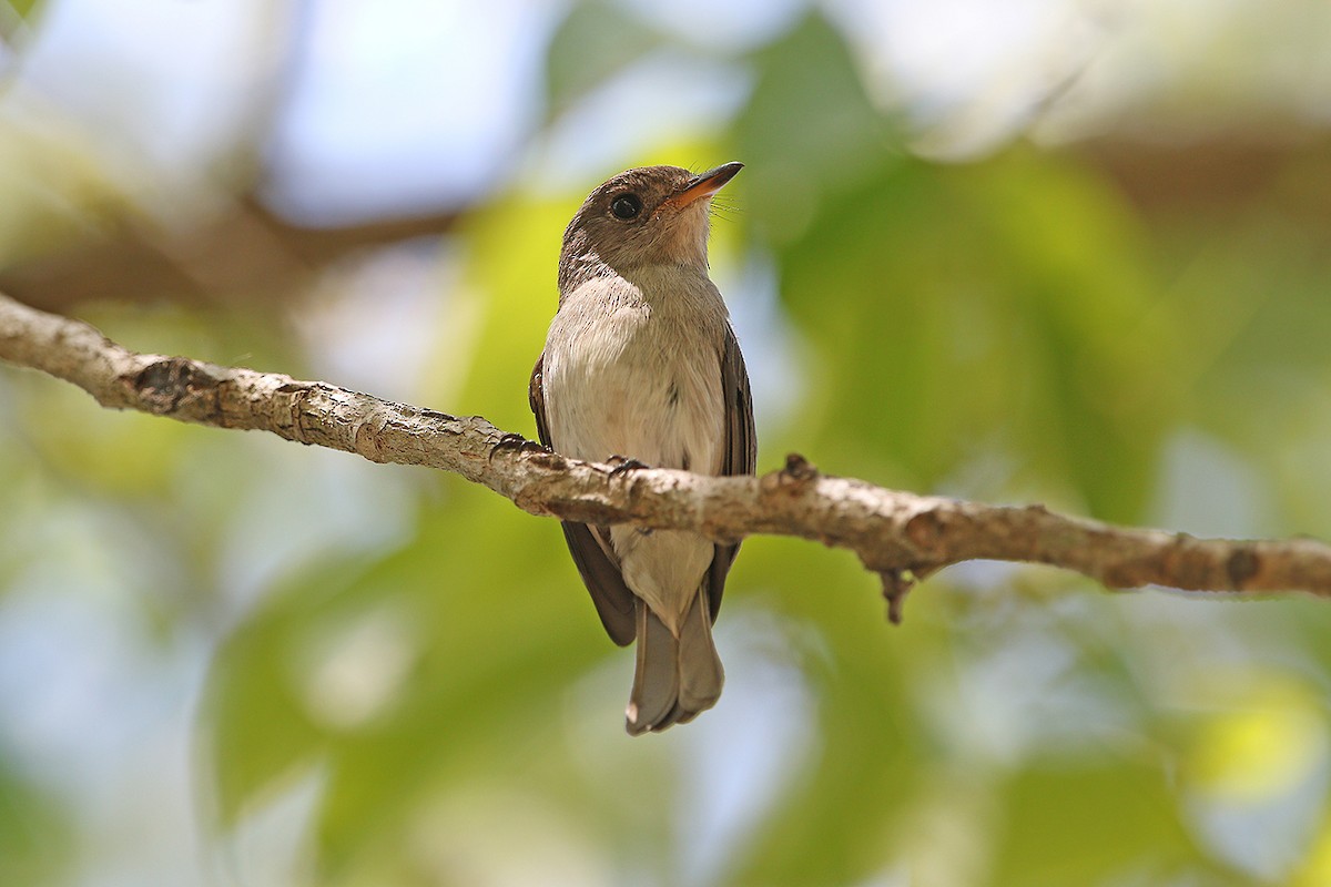 Sumba Brown Flycatcher - James Eaton