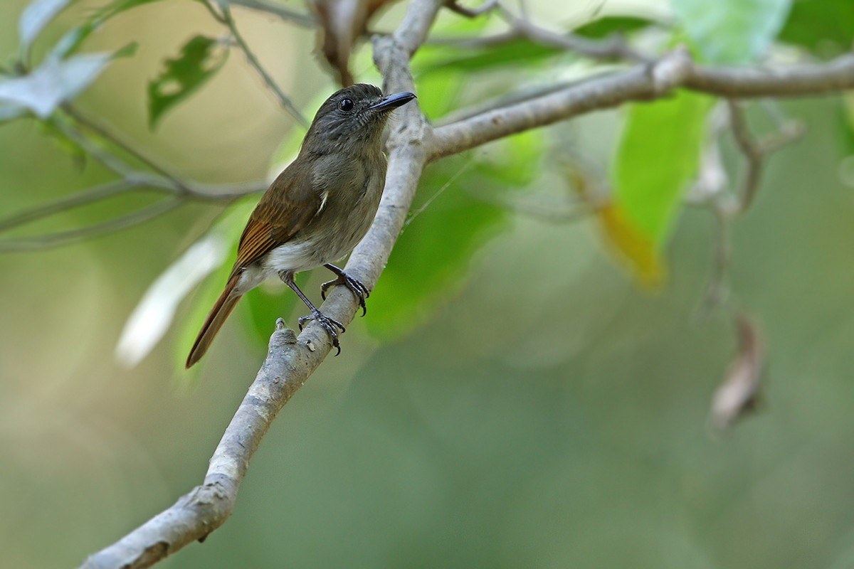 Sumba Jungle Flycatcher - ML205755691