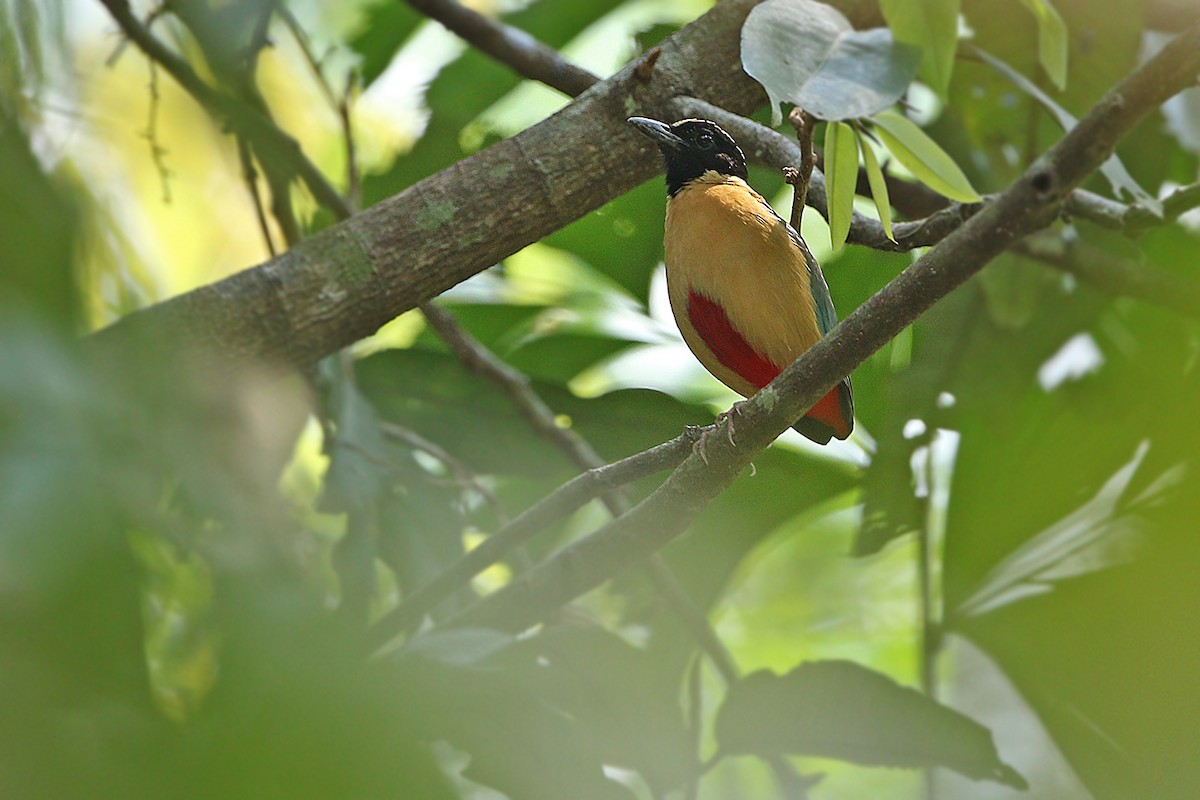 Elegant Pitta - James Eaton