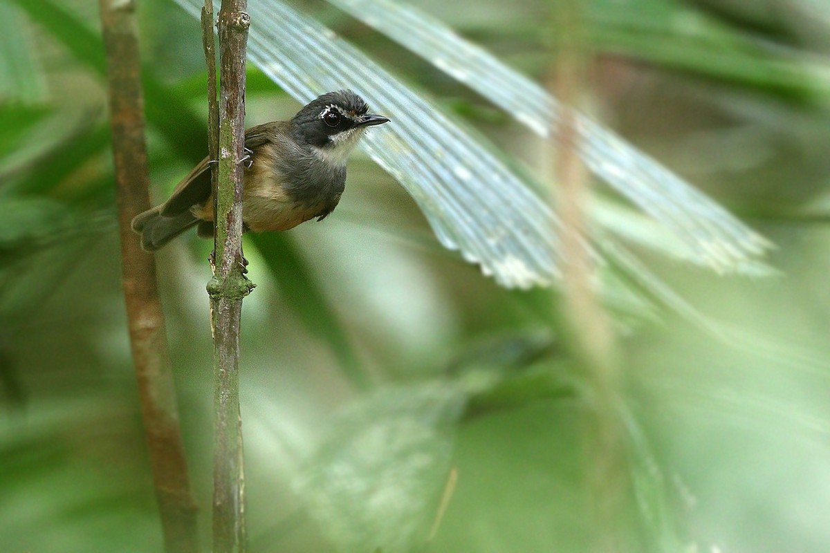 Gray-breasted Babbler - ML205755821