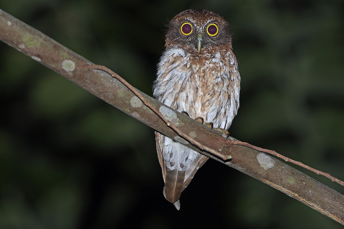 Togian Boobook - James Eaton