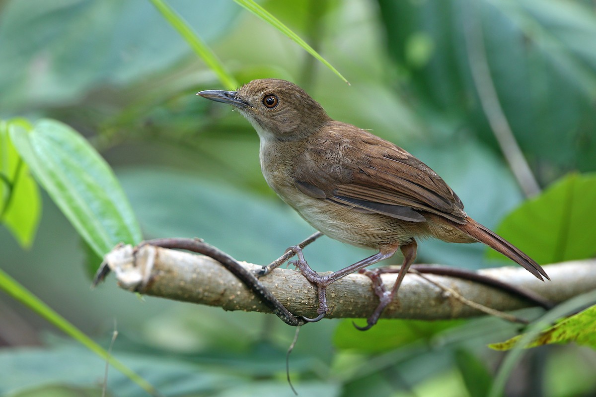 Sulawesi Babbler - ML205755871