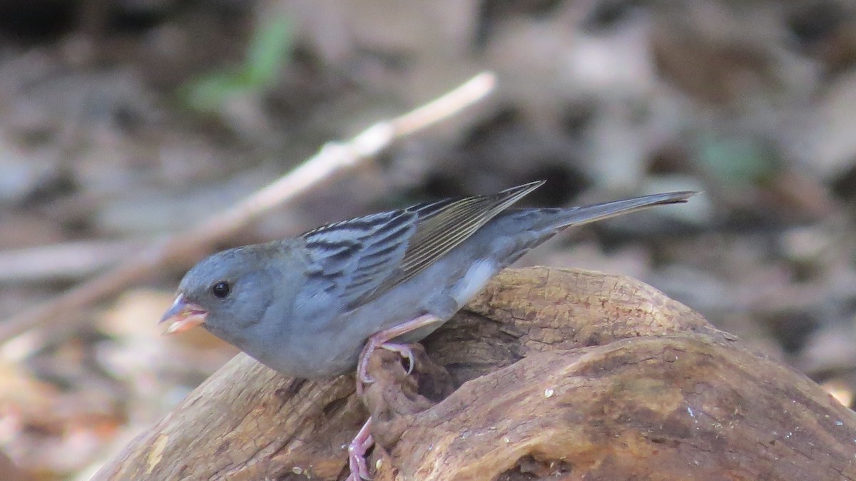 Gray Bunting - Phil Gregory | Sicklebill Safaris | www.birder.travel