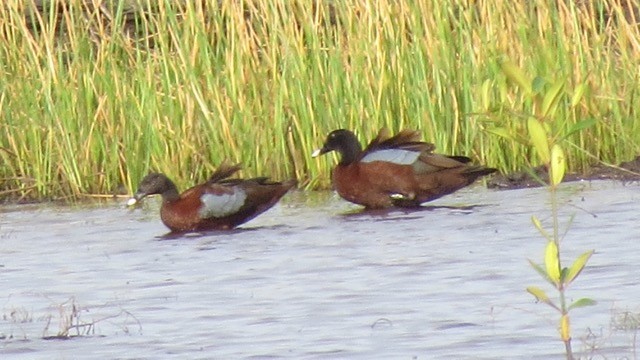 Hartlaub's Duck - Phil Gregory | Sicklebill Safaris | www.birder.travel