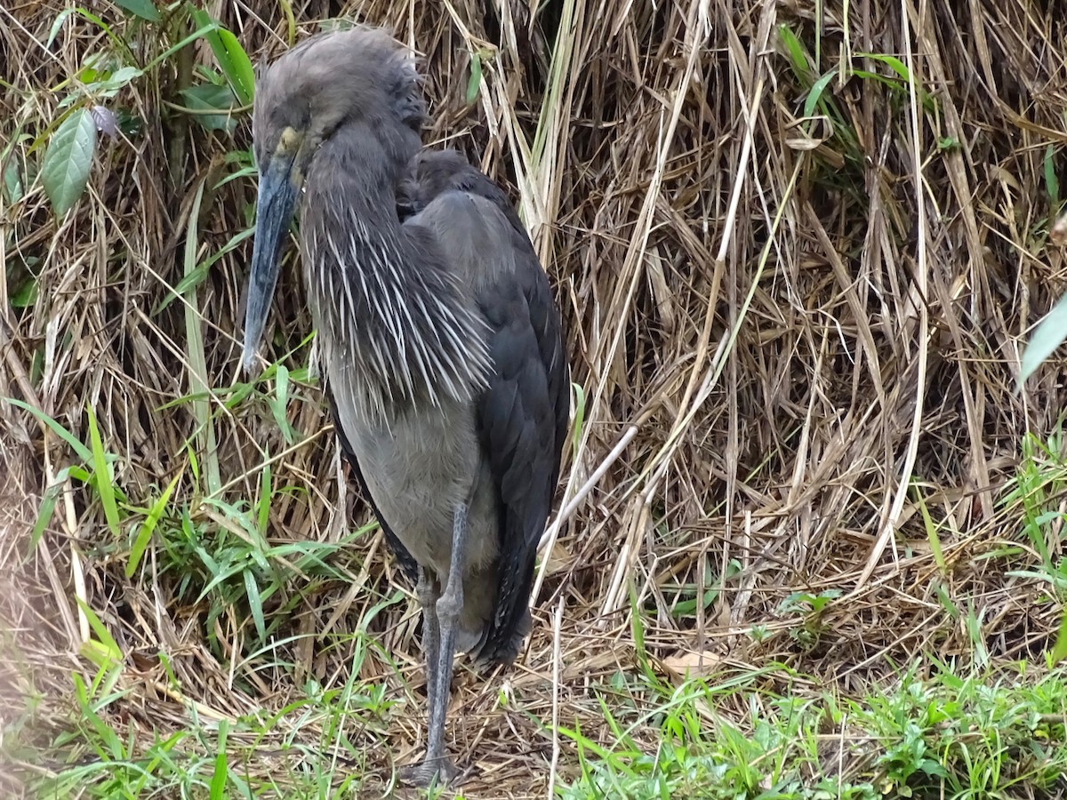 Great-billed Heron - ML205756381