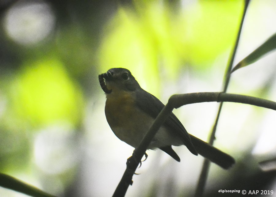 Javan Blue Flycatcher - ML205756511