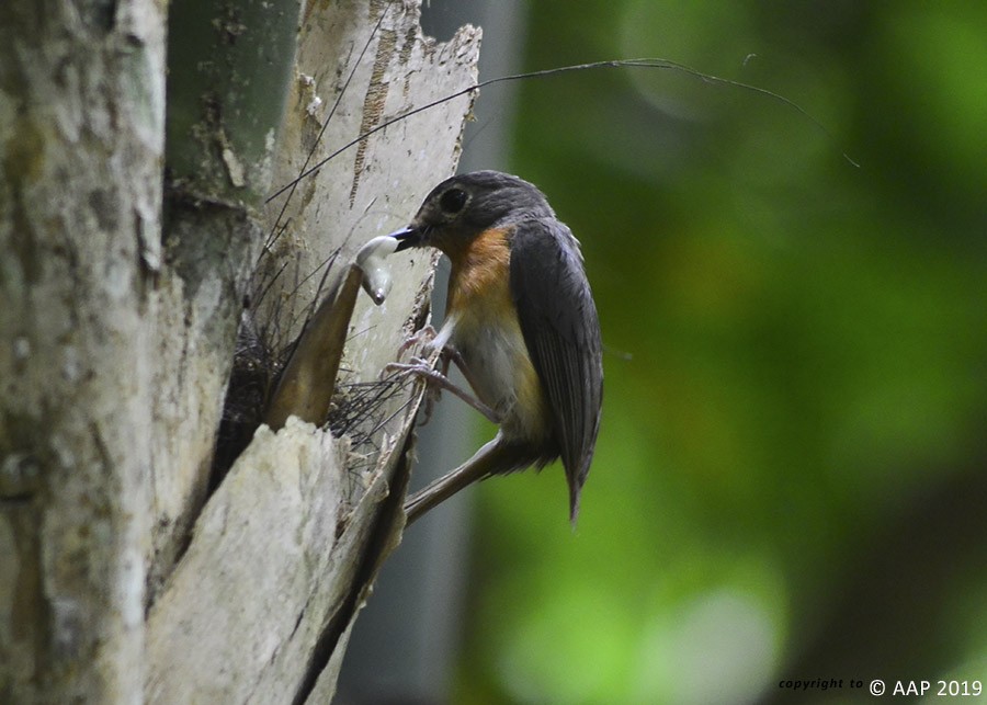 Javan Blue Flycatcher - ML205756531