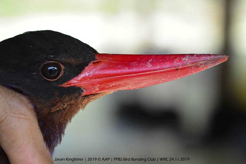 Javan Kingfisher - Asman Adi Purwanto