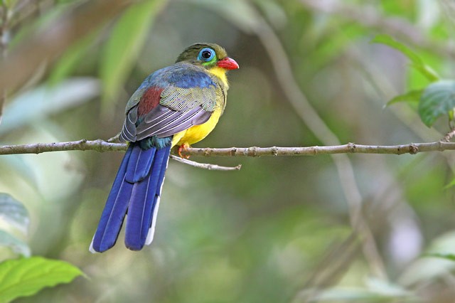 trogon sumaterský - ML205757171