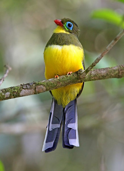 Trogon de Sumatra - ML205757271