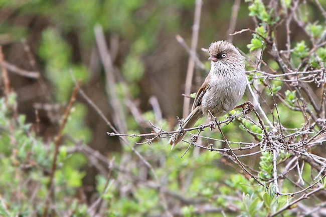 Chinese Fulvetta - James Eaton