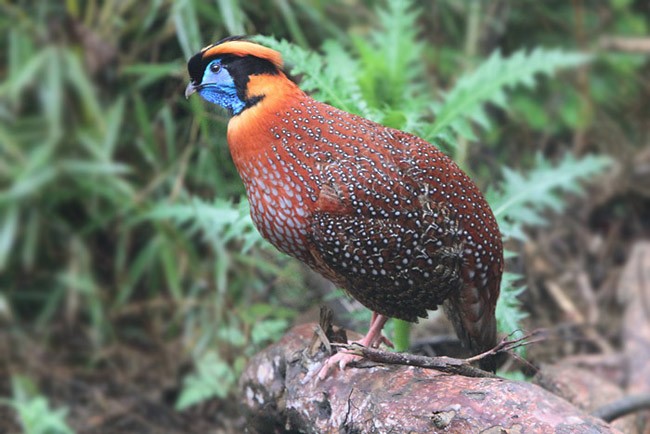 Temminck's Tragopan - James Eaton