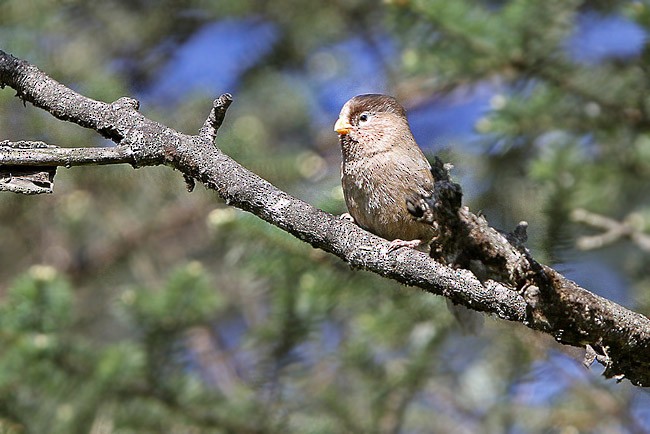 Three-toed Parrotbill - ML205757591