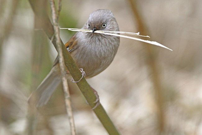 Gray-hooded Fulvetta - ML205757601