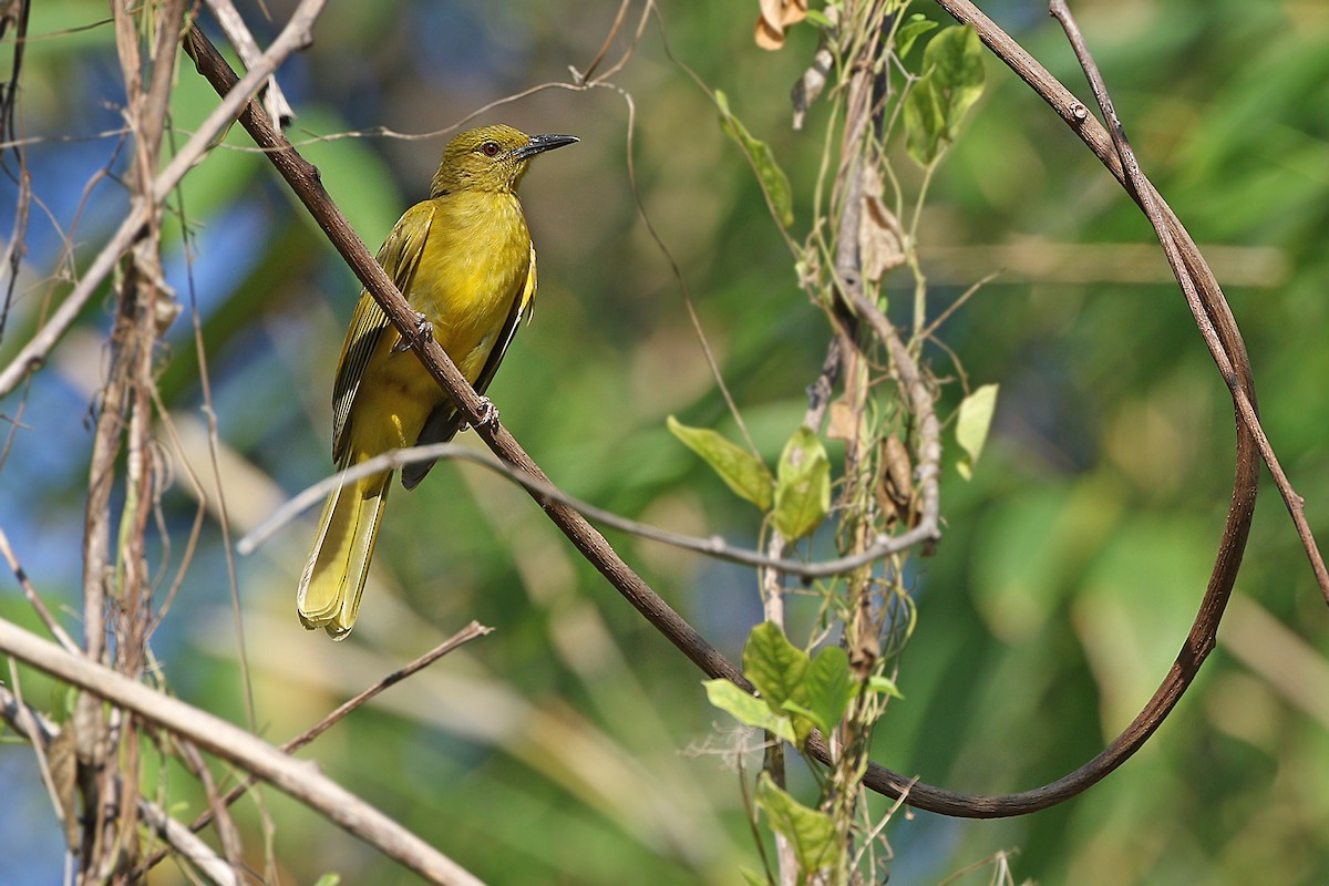 Sula Golden-Bulbul - James Eaton