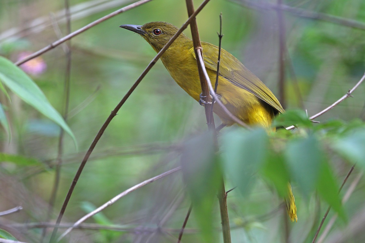 Togian Golden-Bulbul - James Eaton