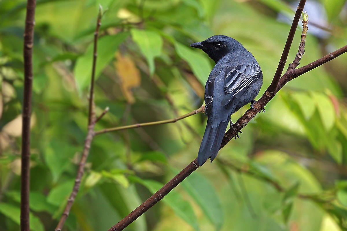 Sulawesi Cicadabird - ML205757741