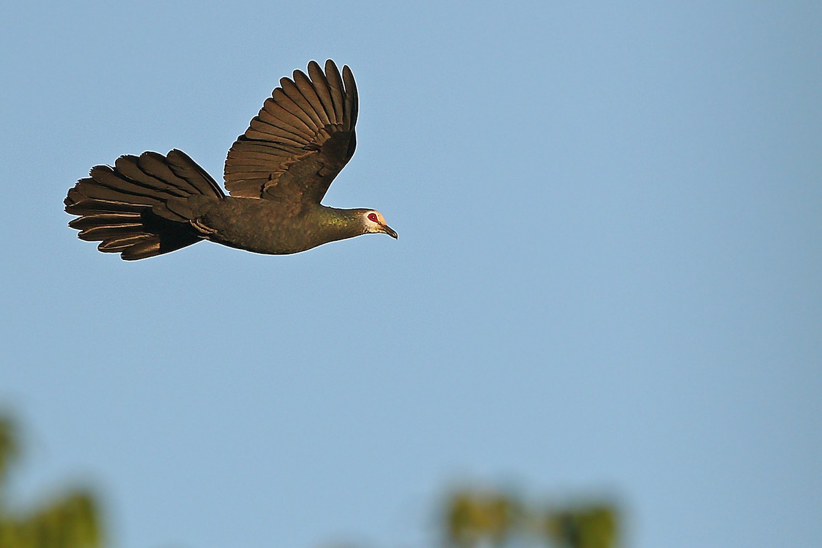 Sula Cuckoo-Dove - ML205757761