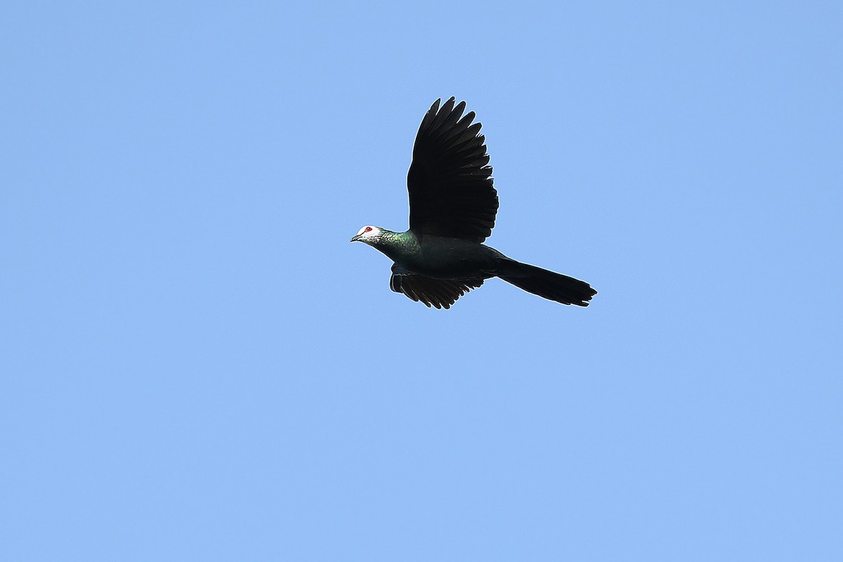 White-faced Cuckoo-Dove - ML205757781