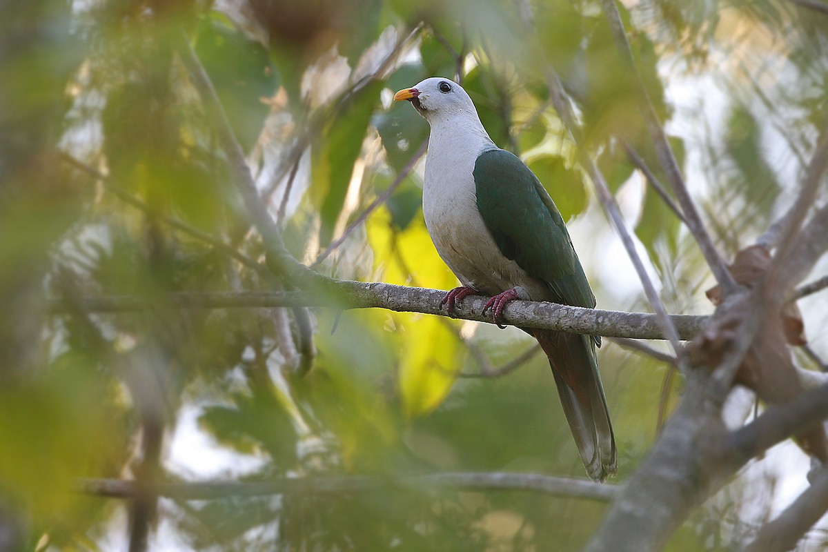 Banggai Fruit-Dove - James Eaton