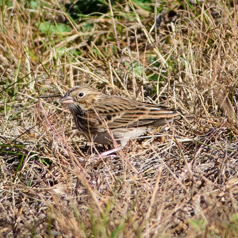 Vesper Sparrow - ML20575781