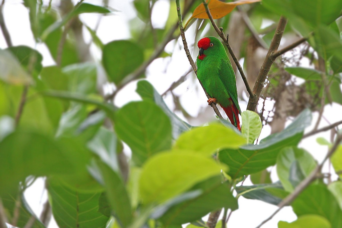 Sangihe Hanging-Parrot - ML205757821