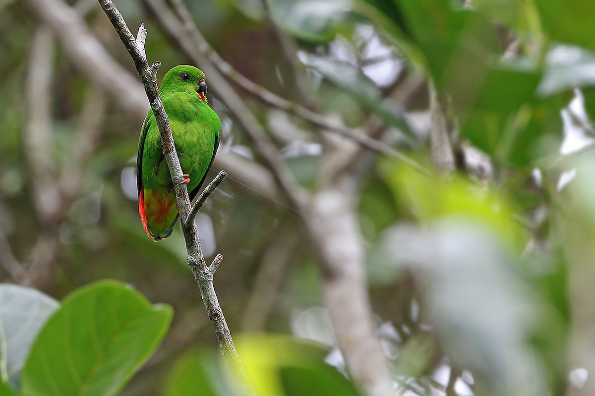 Sangihe Hanging-Parrot - ML205757831