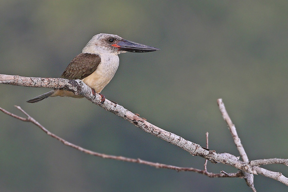 Great-billed Kingfisher - James Eaton