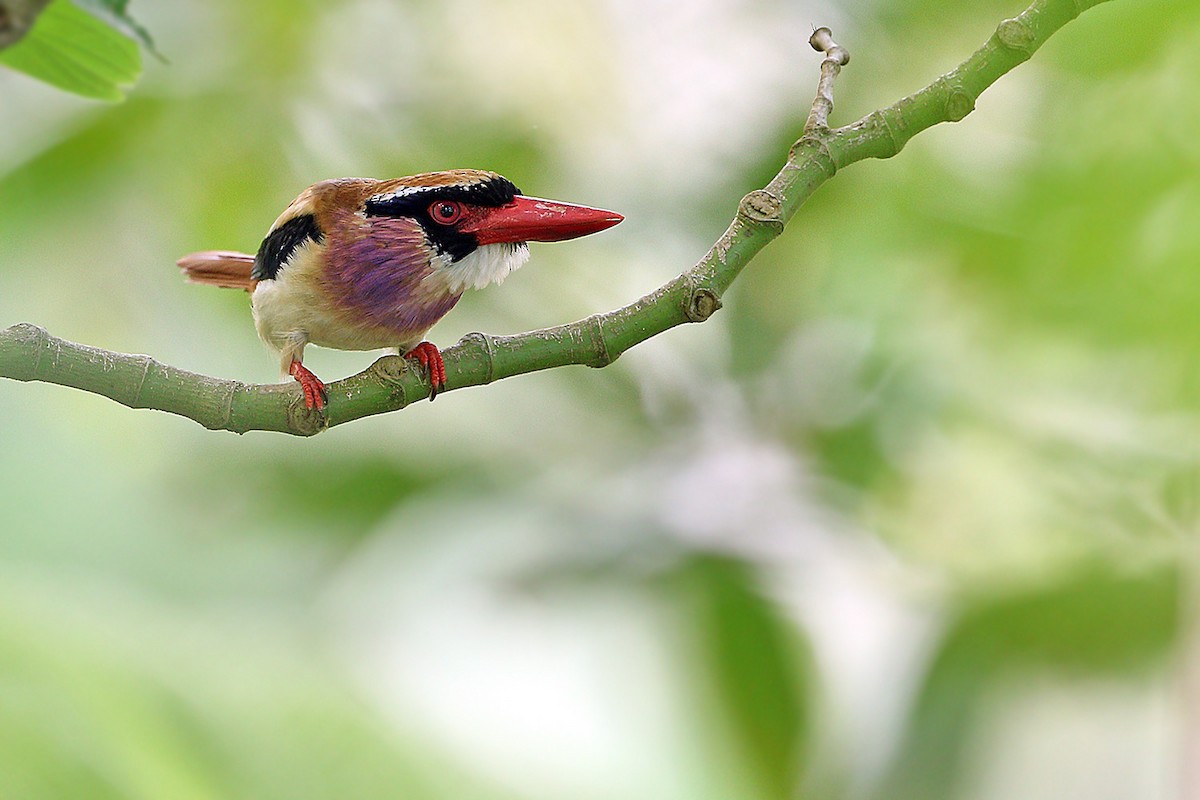 Sangihe Lilac Kingfisher - ML205757861