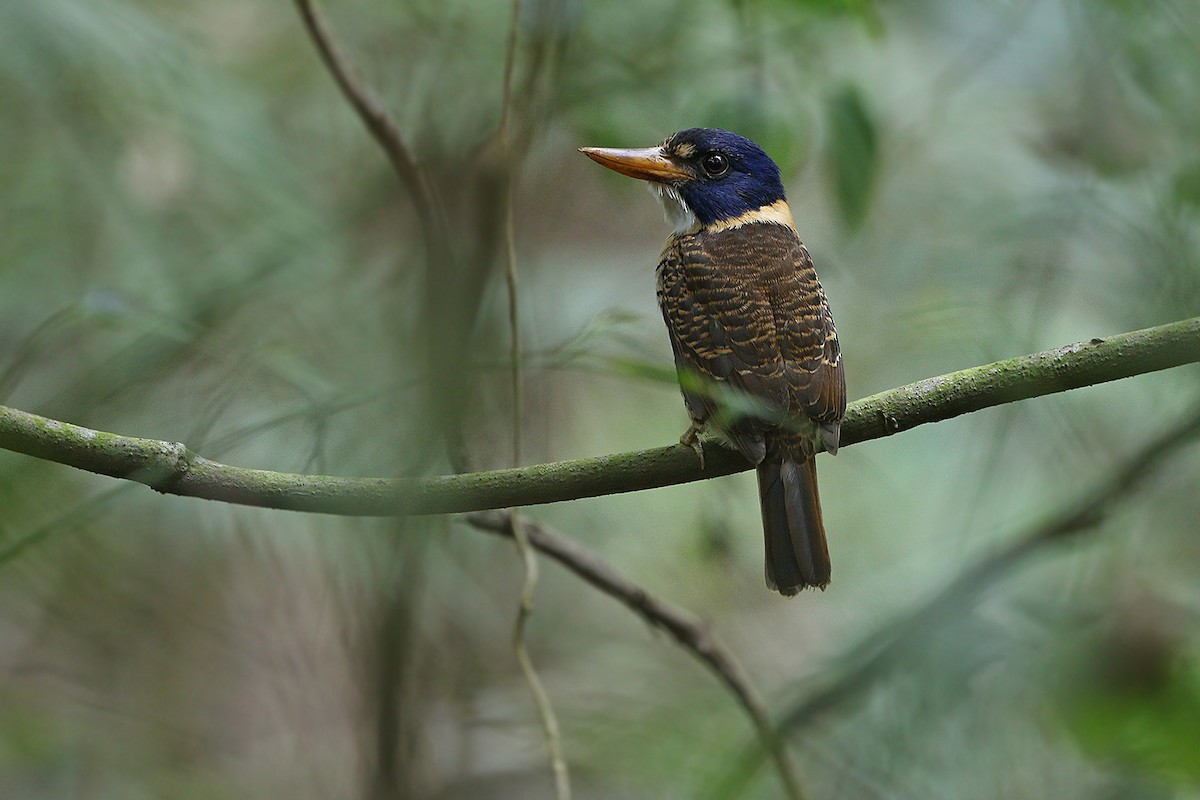 Scaly-breasted Kingfisher (Scaly-breasted) - ML205757871