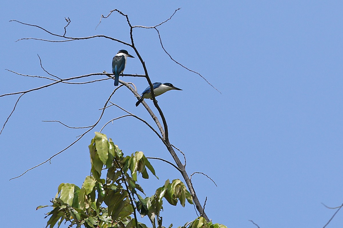 Talaud Kingfisher - ML205757881