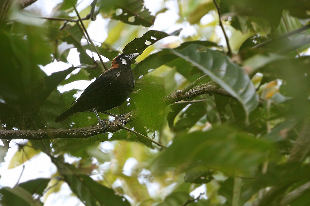 Red-and-black Thrush - ML205757911