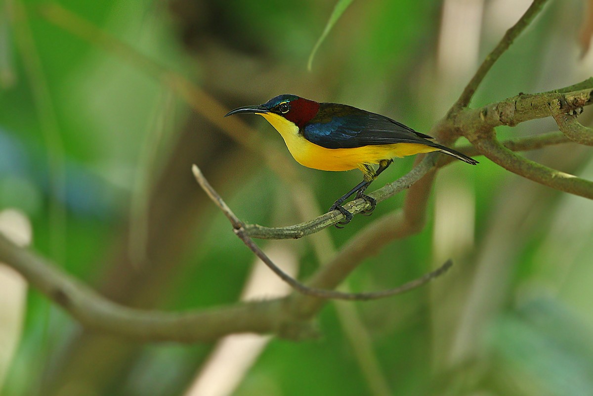 Elegant Sunbird - James Eaton