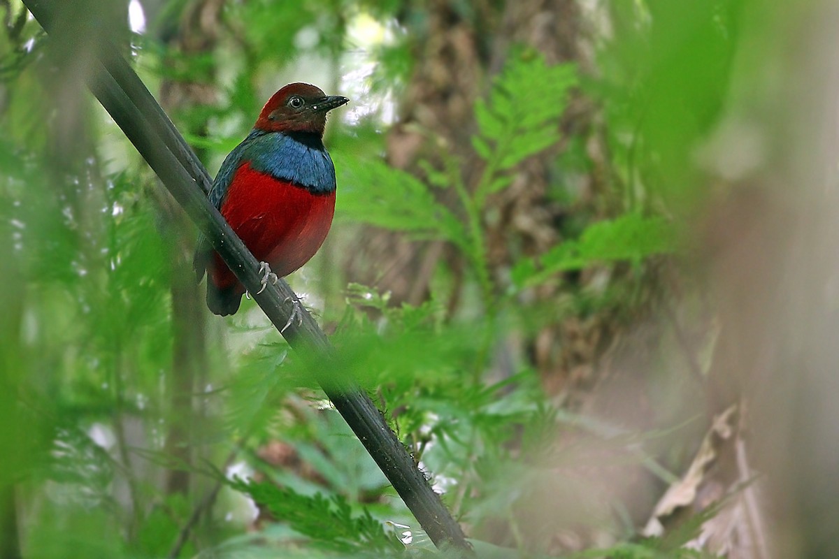 sulawesipitta (caeruleitorques) - ML205757931