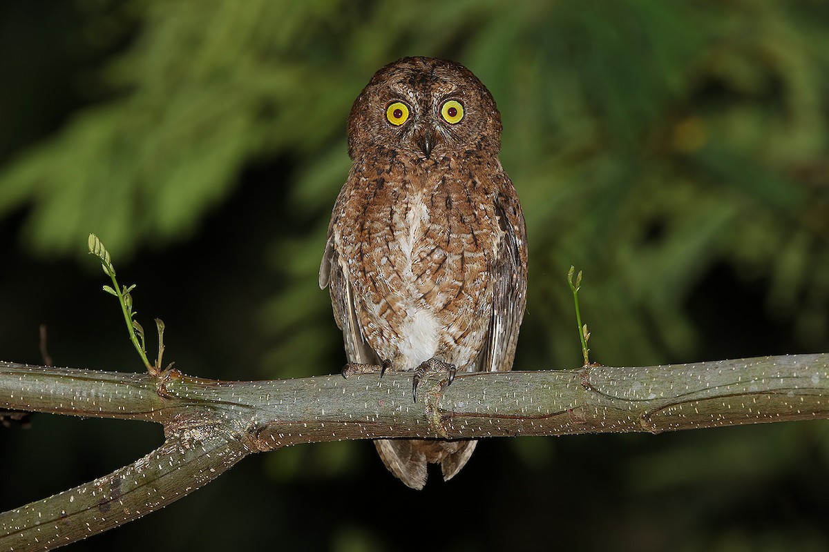 Sula Scops-Owl - ML205757991