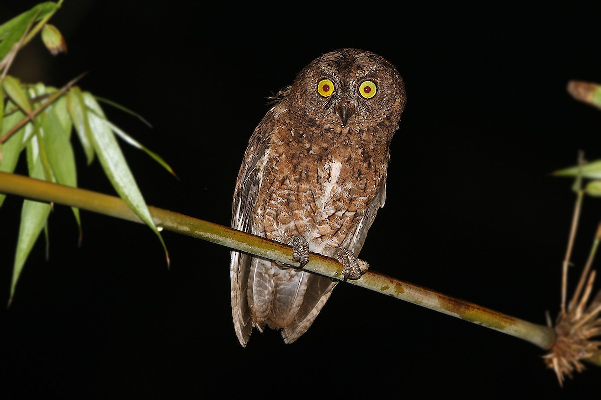 Sula Scops-Owl - James Eaton