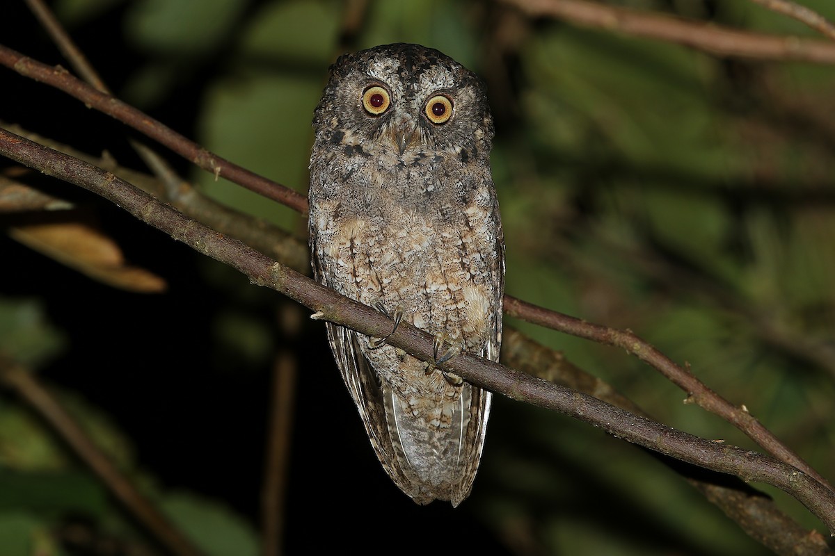 Sangihe Scops-Owl - James Eaton