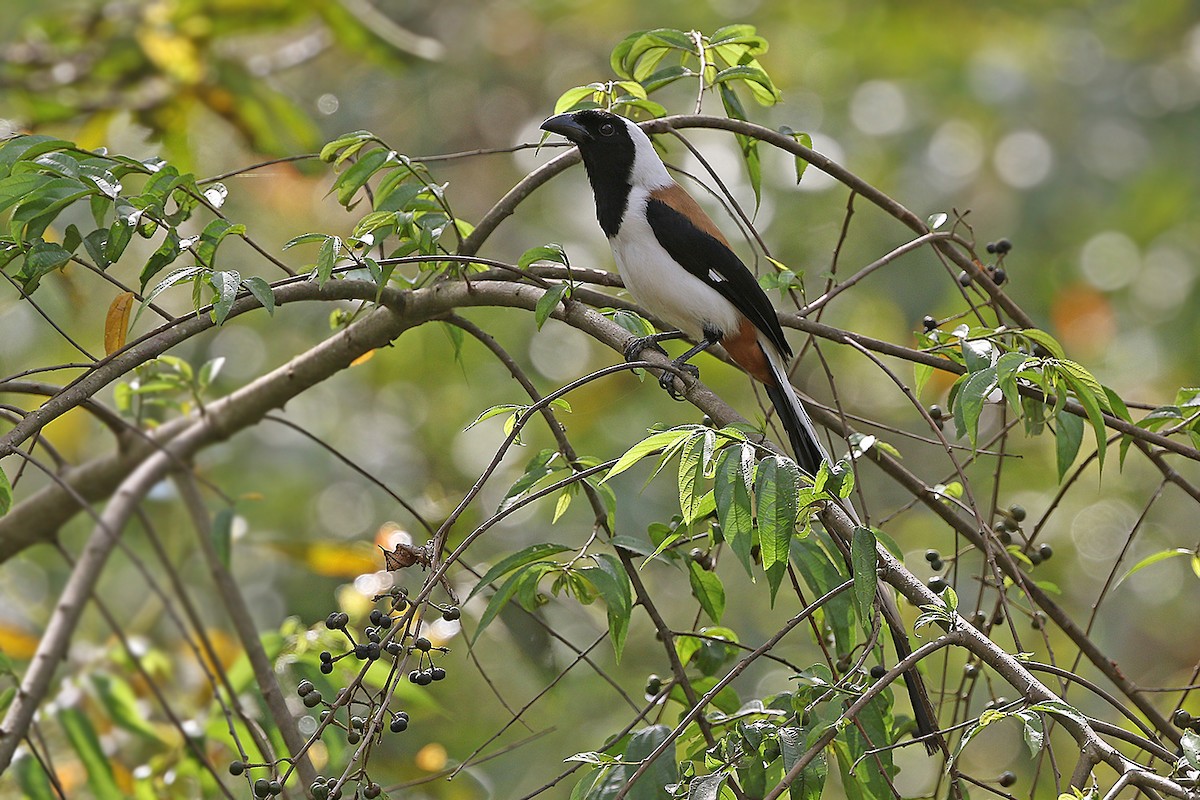 White-bellied Treepie - ML205758211