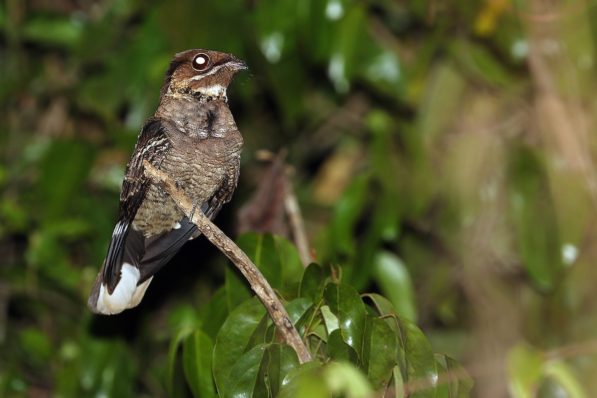 Jerdon's Nightjar - ML205758281