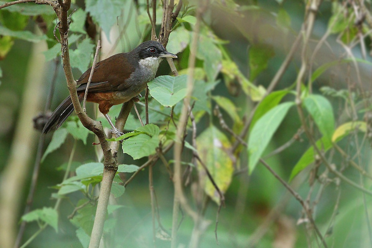 Wayanad Laughingthrush - James Eaton